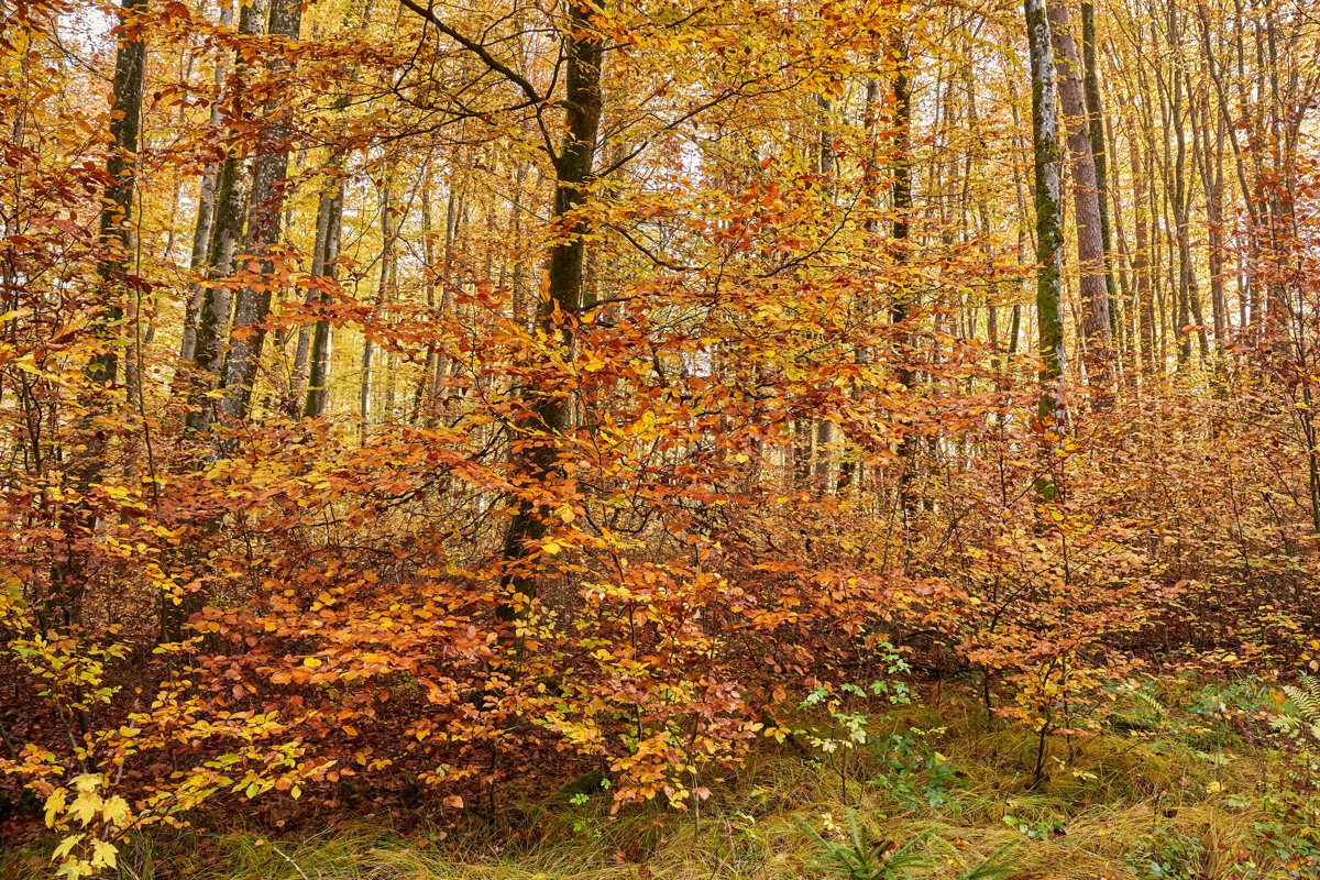 Eliza Steel Psychotherapy