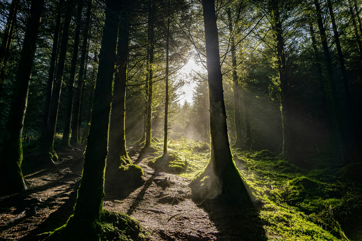 Eliza Steel Psychotherapy