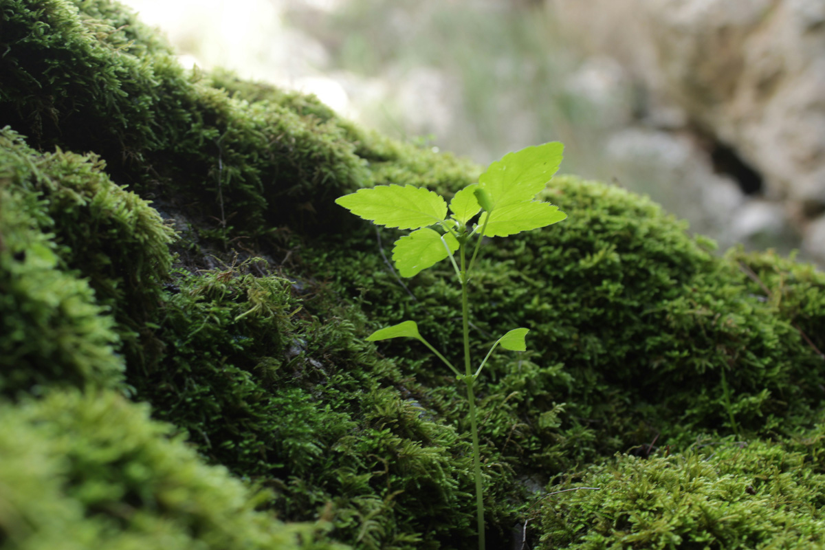 Eliza Steel Psychotherapy